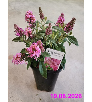 Buddleja dav. 'Butt.Candy Little Pink'® C 1,4 L